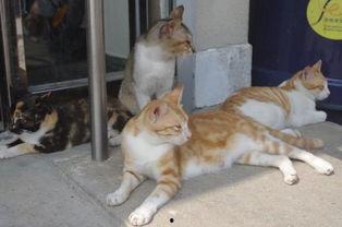 娱乐吃瓜君猫咪瘫痪,娱乐吃瓜君带你揭秘背后的故事